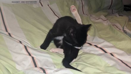 Baby-Katzen
