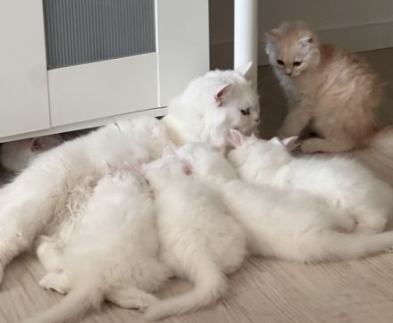 Britische langhaar Kitten
