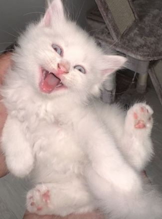 Britische langhaar Kitten