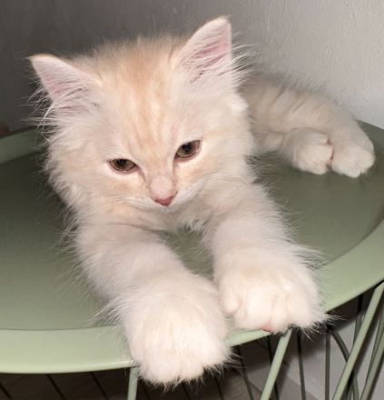 Britische langhaar Kitten