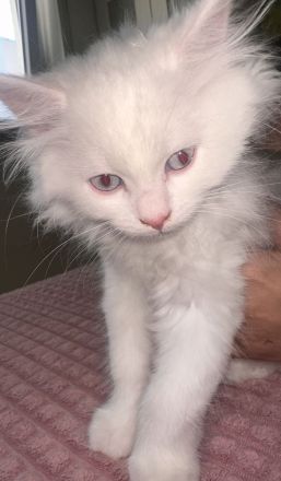 Britische langhaar Kitten