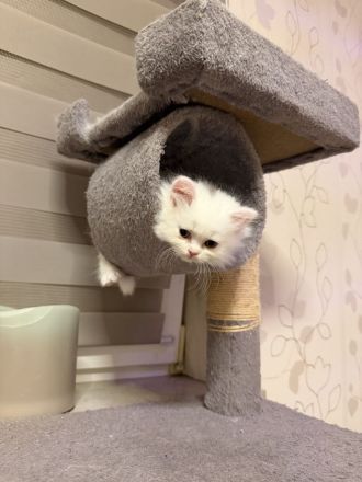 4 süße Kätzchen suchen ein liebevolles Zuhause 🐱🤍