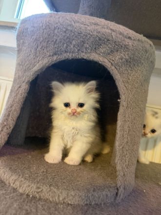 Süße Kitten suchen ein liebevolles Zuhause