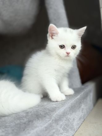 4 süße Kätzchen suchen ein liebevolles Zuhause 🐱🤍