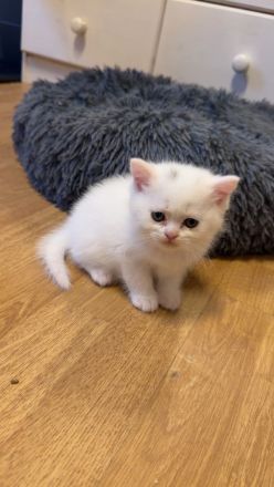 Süße Kitten suchen ein liebevolles Zuhause