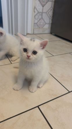 4 süße Kätzchen suchen ein liebevolles Zuhause 🐱🤍