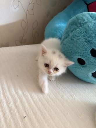 Süße Kitten suchen ein liebevolles Zuhause