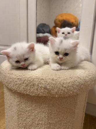 Süße Kitten suchen ein liebevolles Zuhause
