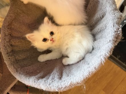 Süße Kitten suchen ein liebevolles Zuhause