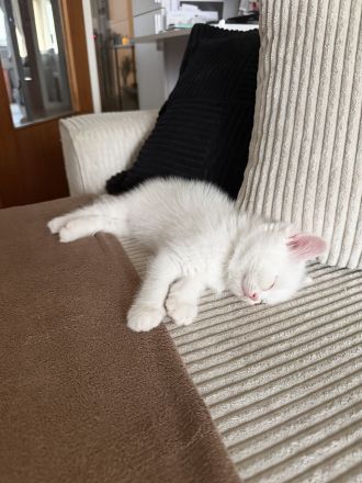 4 süße Kätzchen suchen ein liebevolles Zuhause 🐱🤍
