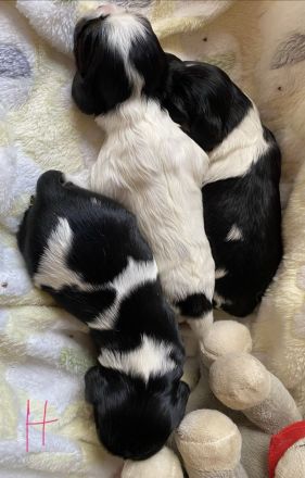 Cavalier Welpen