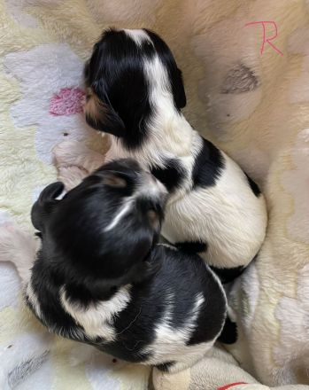 Cavalier Welpen