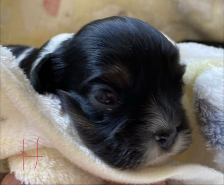 Cavalier Welpen