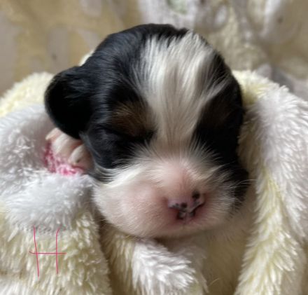 Cavalier Welpen