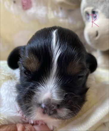 Cavalier Welpen