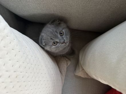 Britische Katzen