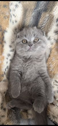 Britische Katzen