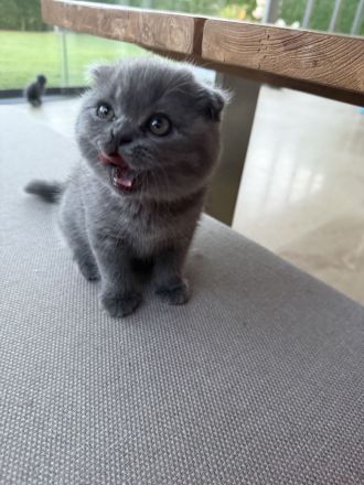 Britische Katzen