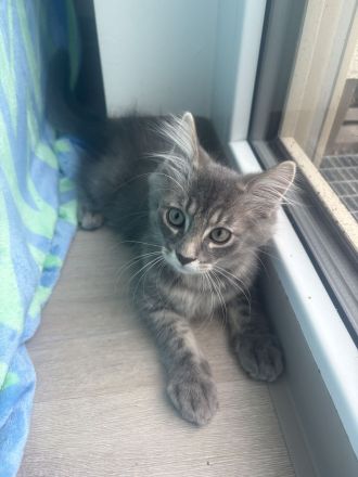 Charly,Simba,Sir Lanzelote sucht ein liebevolles Zuhause ( Maine Coon Mix)