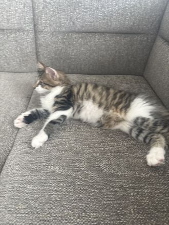 Charly,Simba,Sir Lanzelote sucht ein liebevolles Zuhause ( Maine Coon Mix)