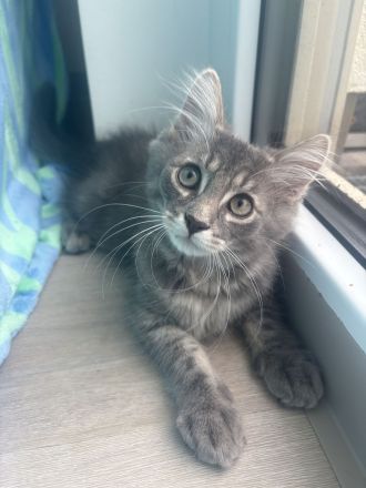 Charly,Simba,Sir Lanzelote sucht ein liebevolles Zuhause ( Maine Coon Mix)