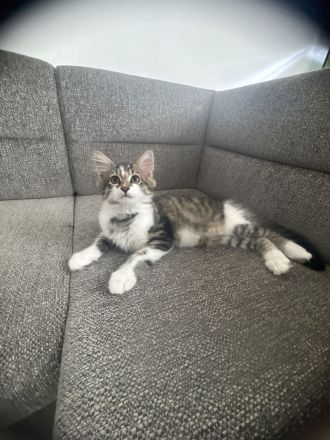 Charly,Simba,Sir Lanzelote sucht ein liebevolles Zuhause ( Maine Coon Mix)