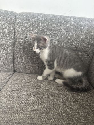 Charly,Simba,Sir Lanzelote sucht ein liebevolles Zuhause ( Maine Coon Mix)