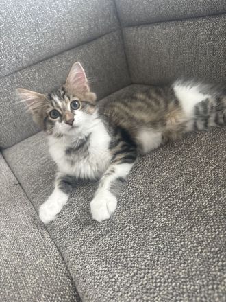Charly,Simba,Sir Lanzelote sucht ein liebevolles Zuhause ( Maine Coon Mix)