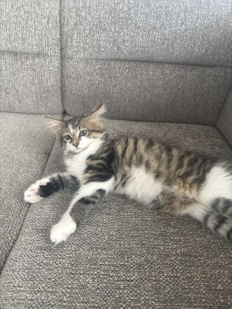 Charly,Simba,Sir Lanzelote sucht ein liebevolles Zuhause ( Maine Coon Mix)