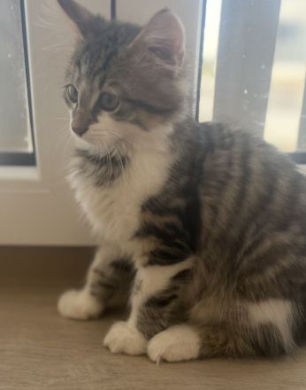Charly,Simba,Sir Lanzelote sucht ein liebevolles Zuhause ( Maine Coon Mix)
