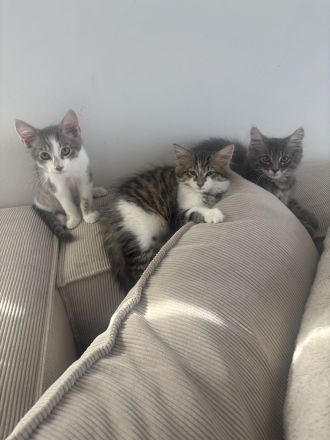 Charly,Simba,Sir Lanzelote sucht ein liebevolles Zuhause ( Maine Coon Mix)
