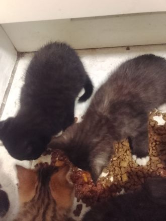 Kitten zu verkaufen