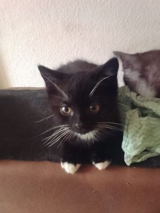 Kitten zu verkaufen