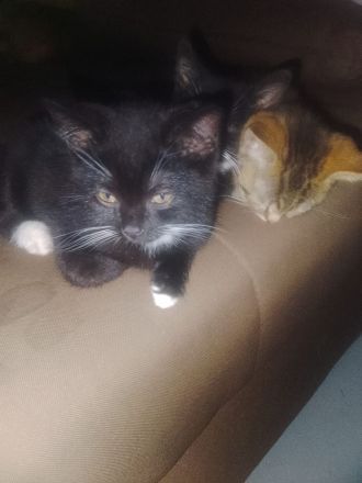 Kitten zu verkaufen