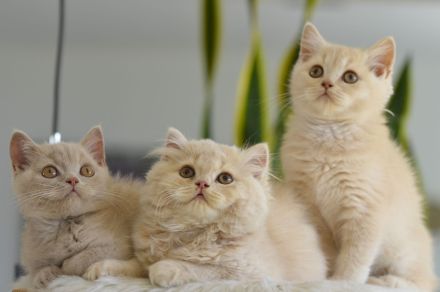 BKH & BLH Kitten mit Excellenten Stammbaum