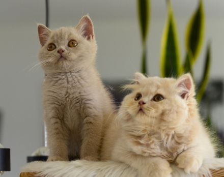 BKH & BLH Kitten mit Excellenten Stammbaum