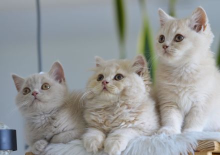 BKH & BLH Kitten mit Excellenten Stammbaum