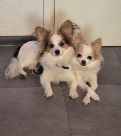Papillon Chihuahua Welpen