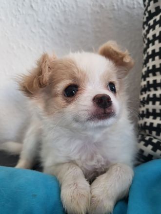 Papillon Chihuahua Welpen