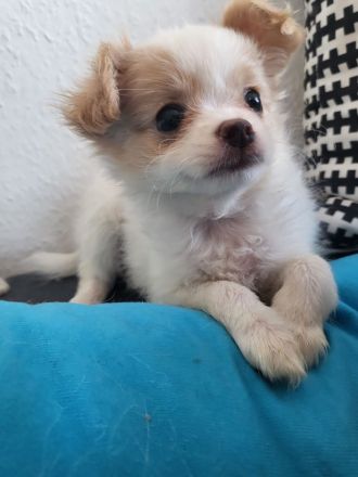 Papillon Chihuahua Welpen