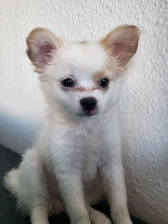 Papillon Chihuahua Welpen
