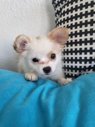 Papillon Chihuahua Welpen