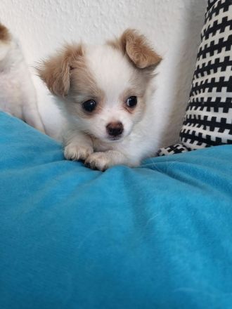 Papillon Chihuahua Welpen