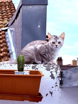 BKH Mix Kitten 16 Wochen