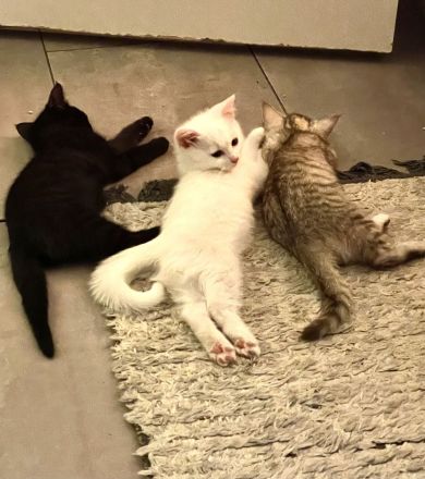 BKH Mix Kitten 16 Wochen