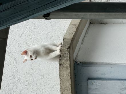 BKH Mix Kitten 16 Wochen