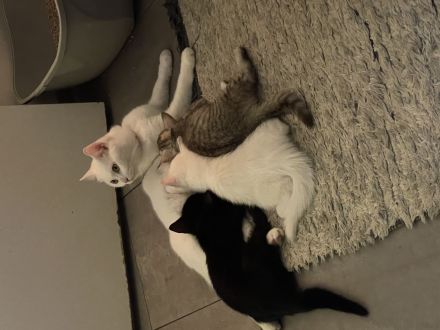 BKH Mix Kitten 16 Wochen