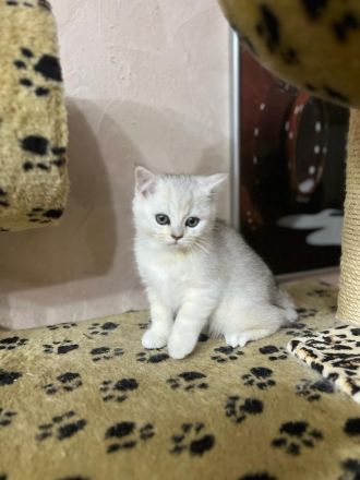 14 Wochen alte Kitten suchen ein Zuhause