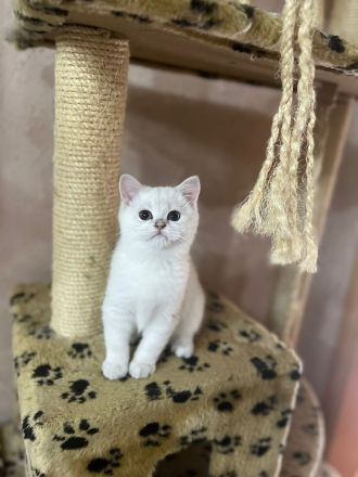 14 Wochen alte Kitten suchen ein Zuhause
