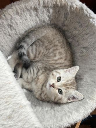 14 Wochen alte Kitten suchen ein Zuhause